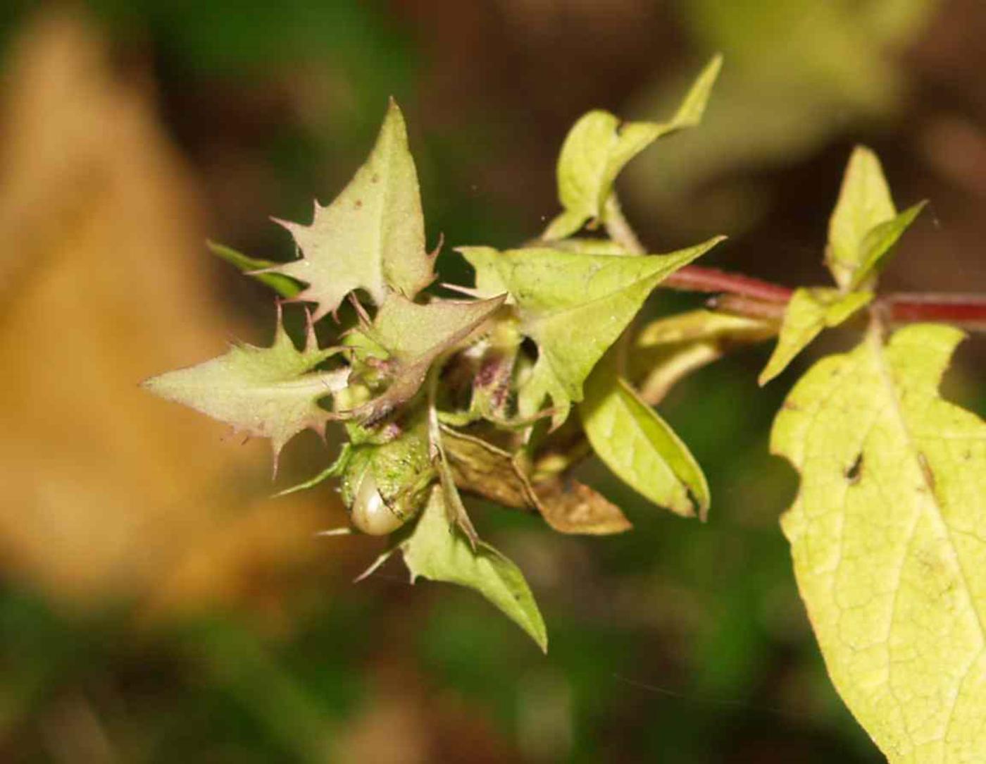 Cow-wheat, Mountain woods fruit